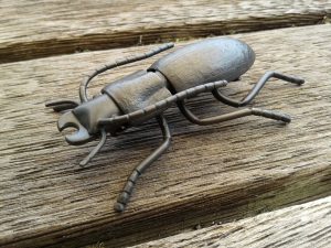 resized eyrewell ground beetle
