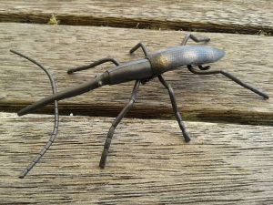 resized giraffe weevil